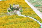 陌上花開，采菊東籬，逐浪戲沙…五一縱“琴”自然之旅來了！